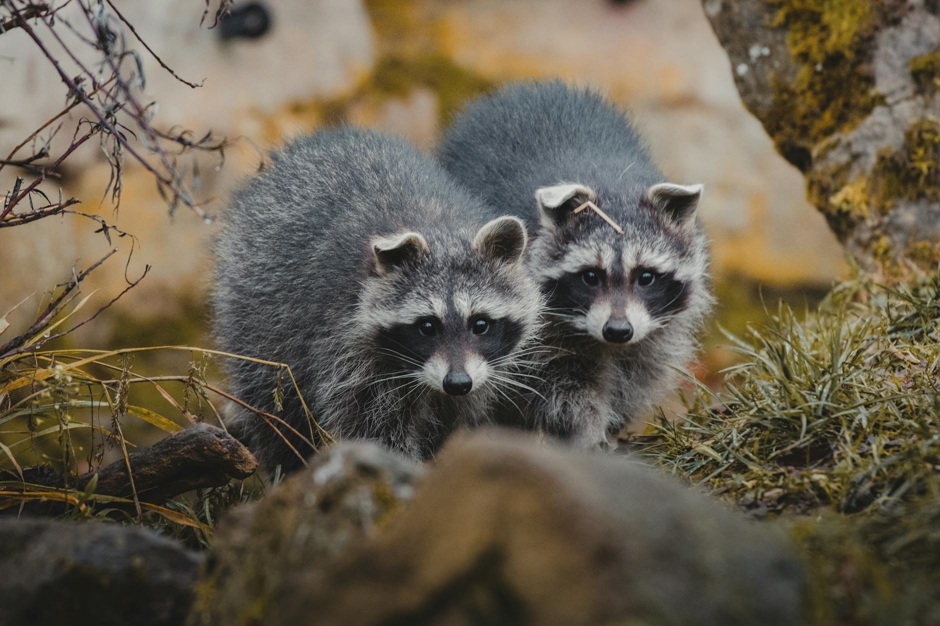 Pest Control service in Kansas City, MO