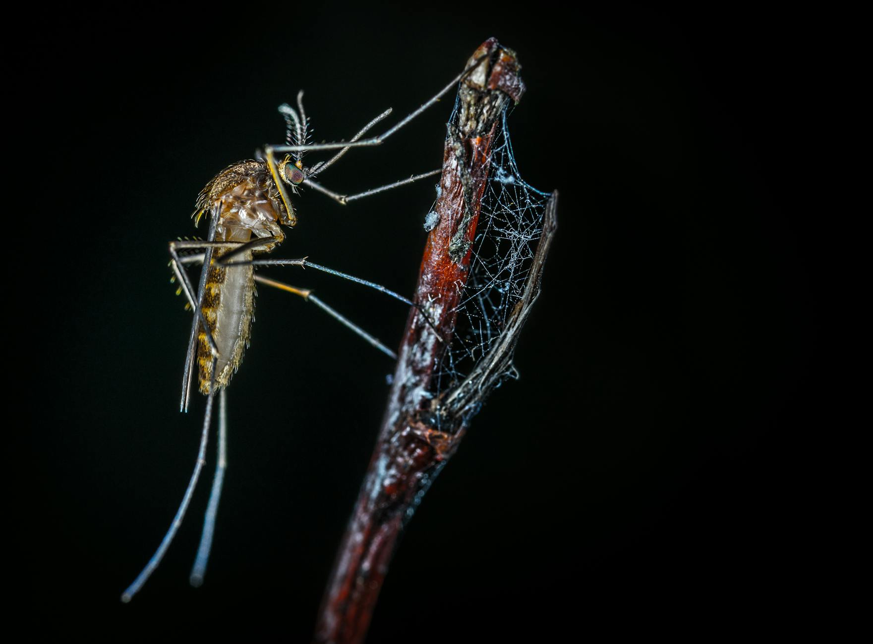 Clean Kill Pest Control — pest control in Brownsville, TX