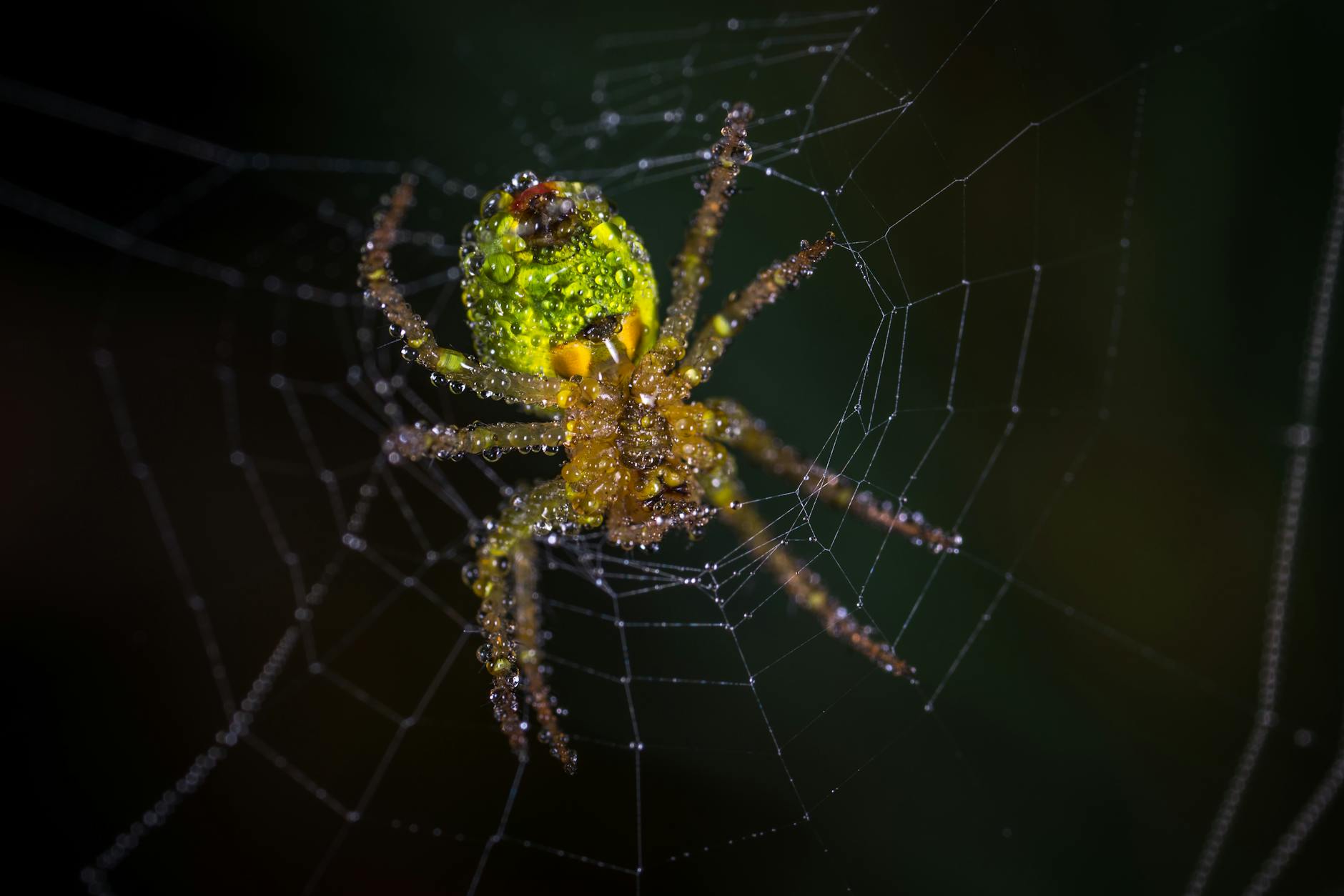 Pioneer Pest Control — pest control in Panama City Beach, FL