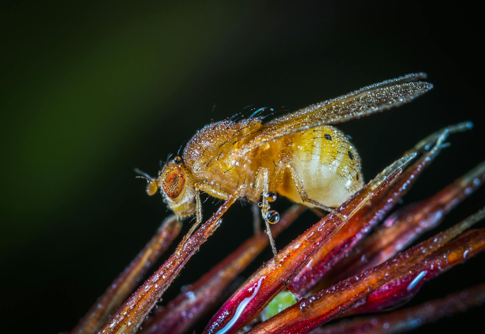 Pest Control service in Cleveland, OH