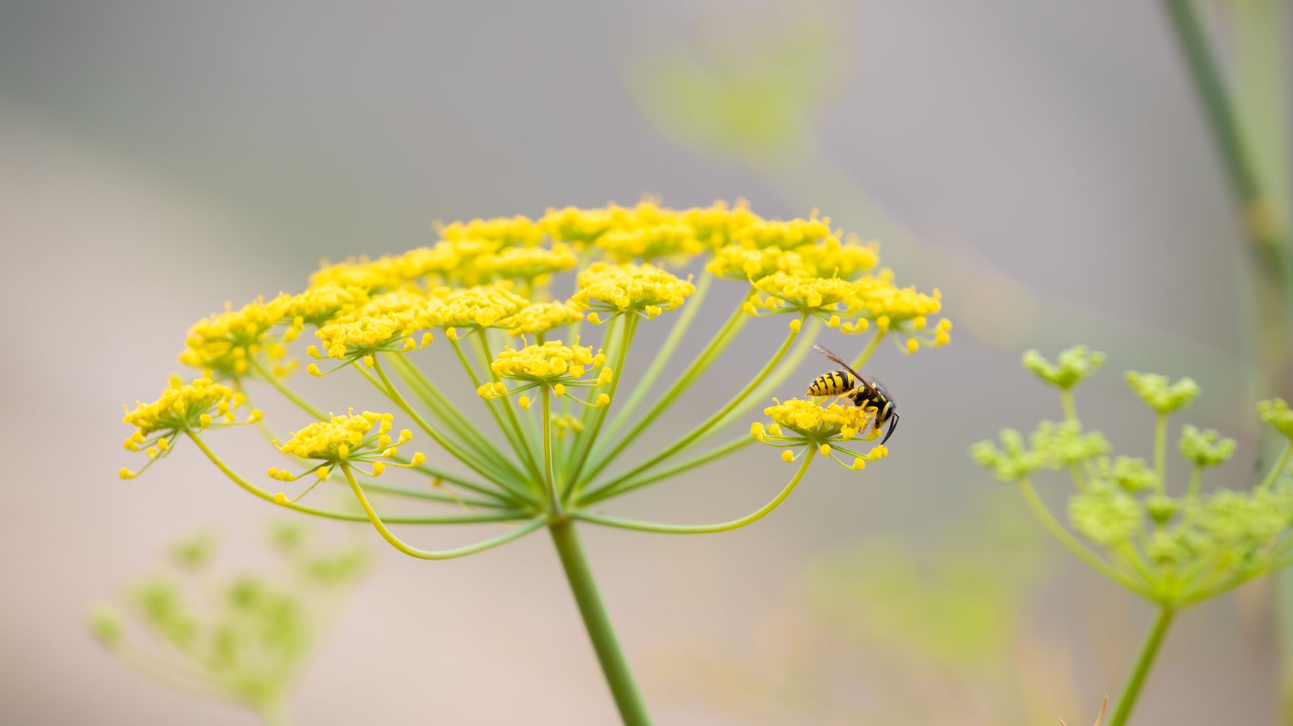 Termite control in Middletown, OH