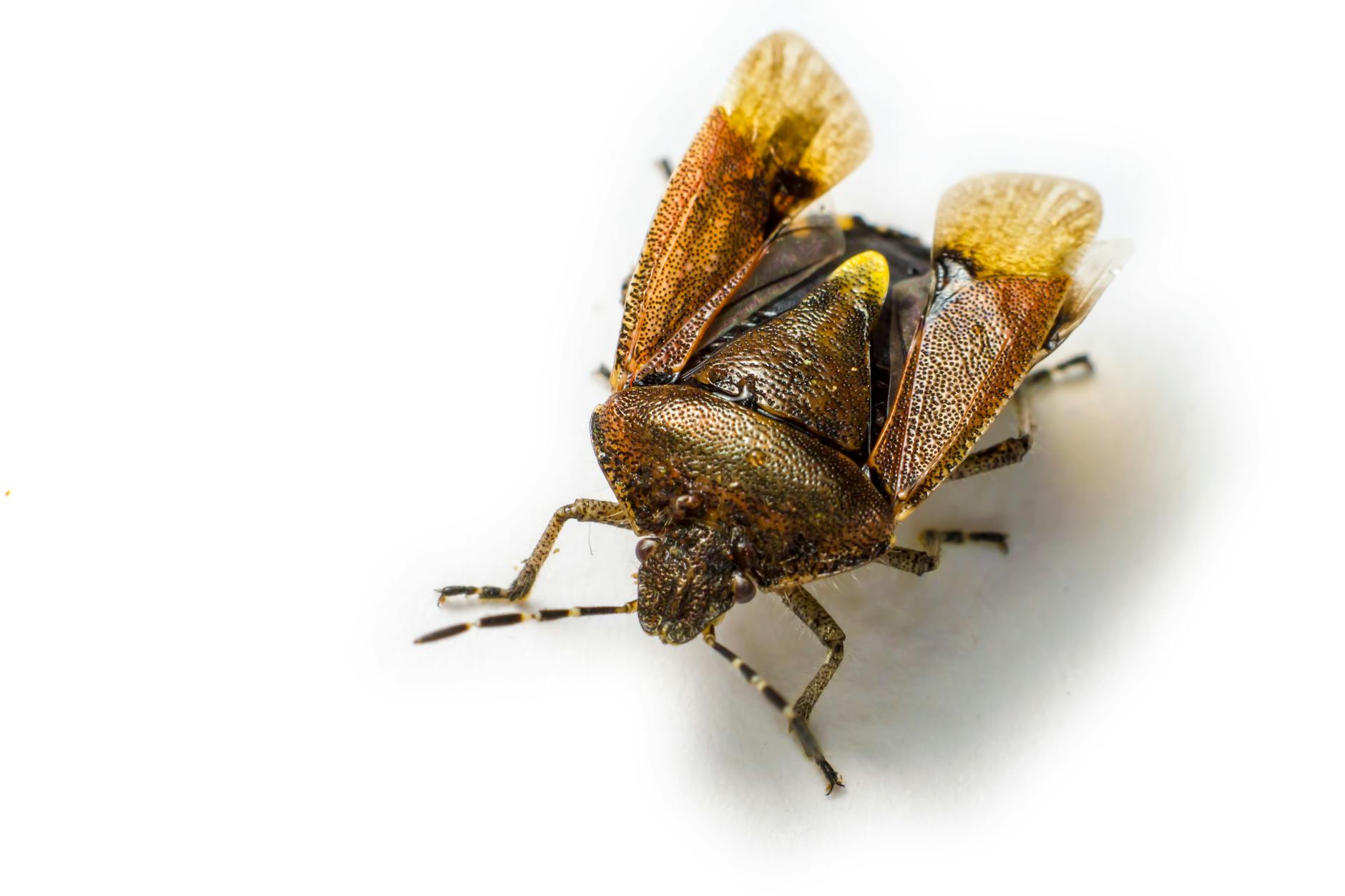 Bed bug treatment in Greenville, NC