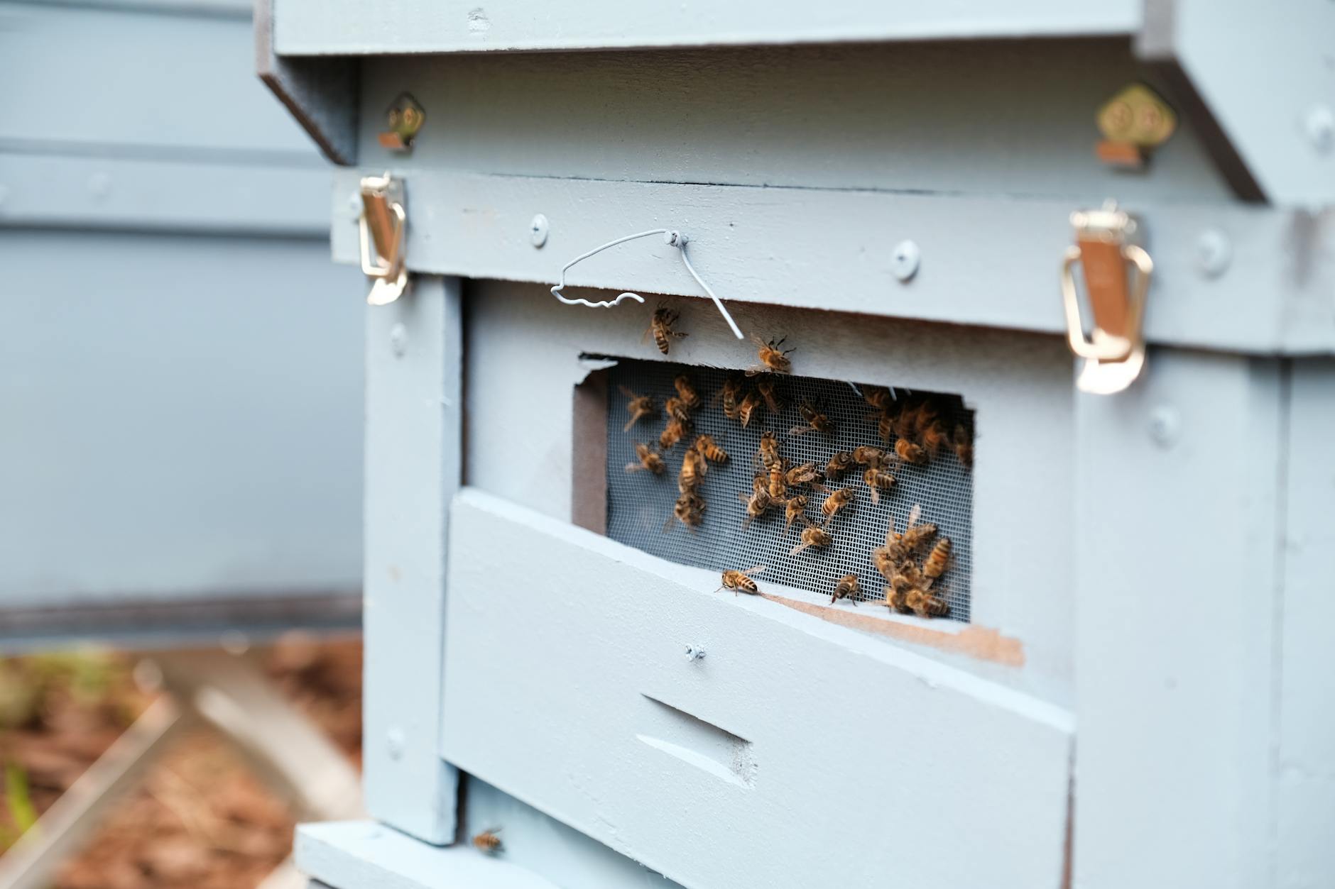 General pest control in Fort Wright, KY