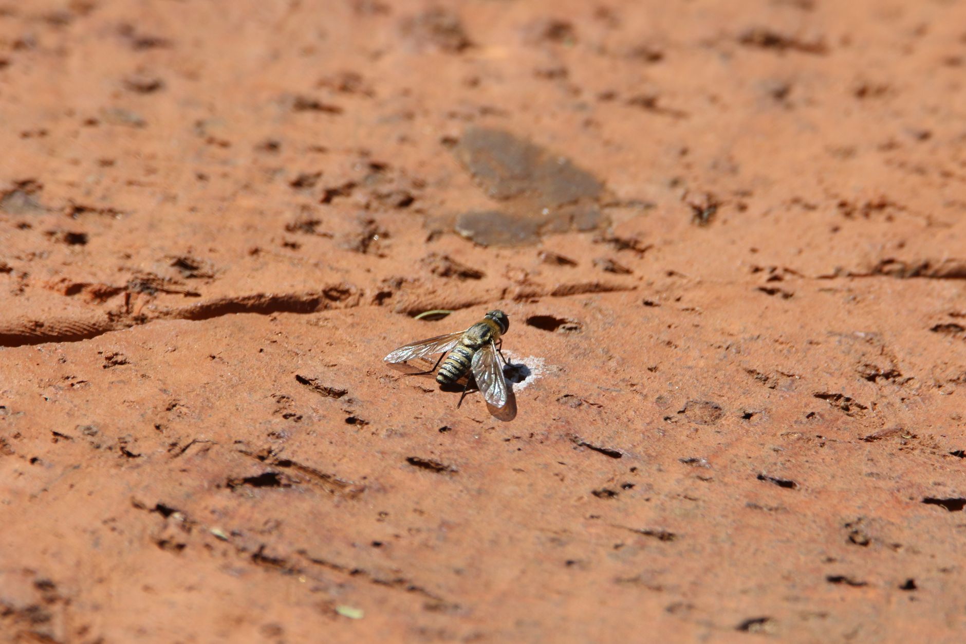 Aardwolf Termite & Pest Control — pest control in New York, NY