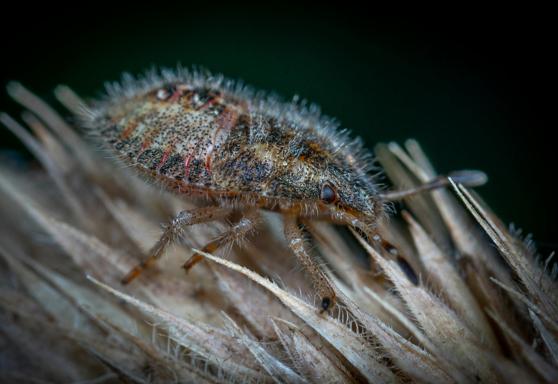 Pest Control service in New York, NY