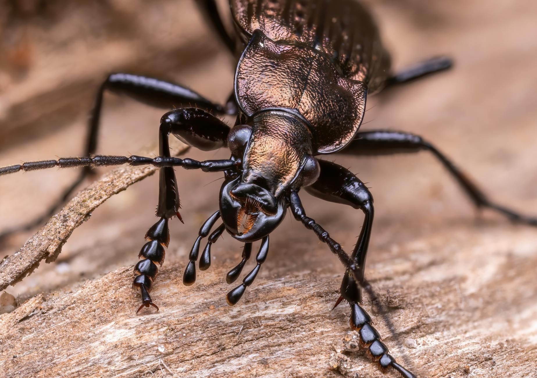 Home Pest Control — pest control in Richmond, VA