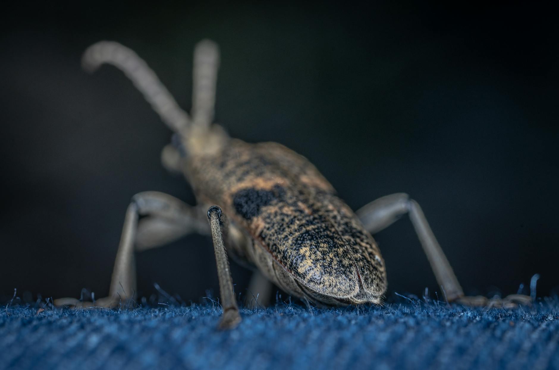 Southern Target Exterminating — pest control in Nashville, TN