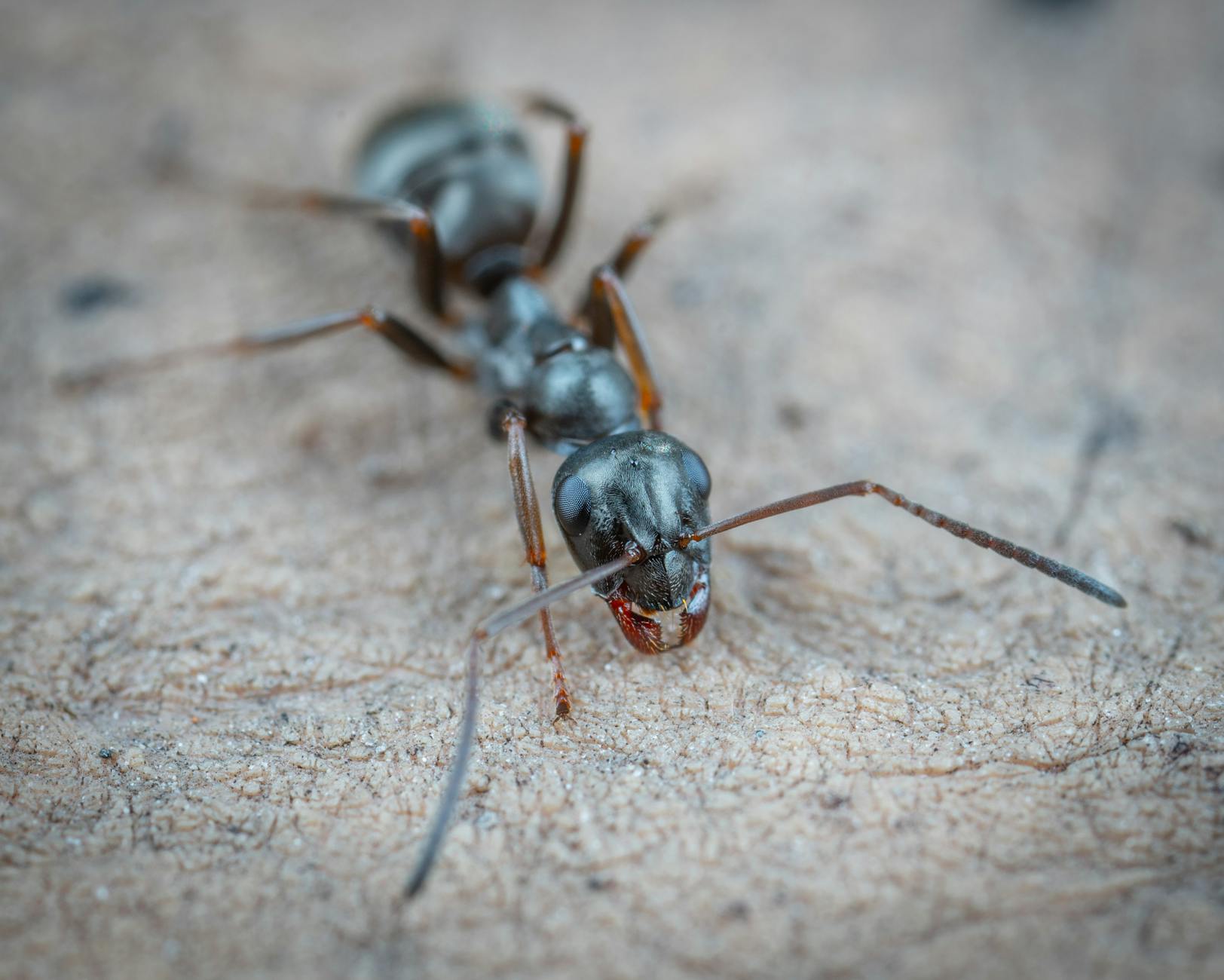Atlus Pest Solutions — pest control in New York City, NY