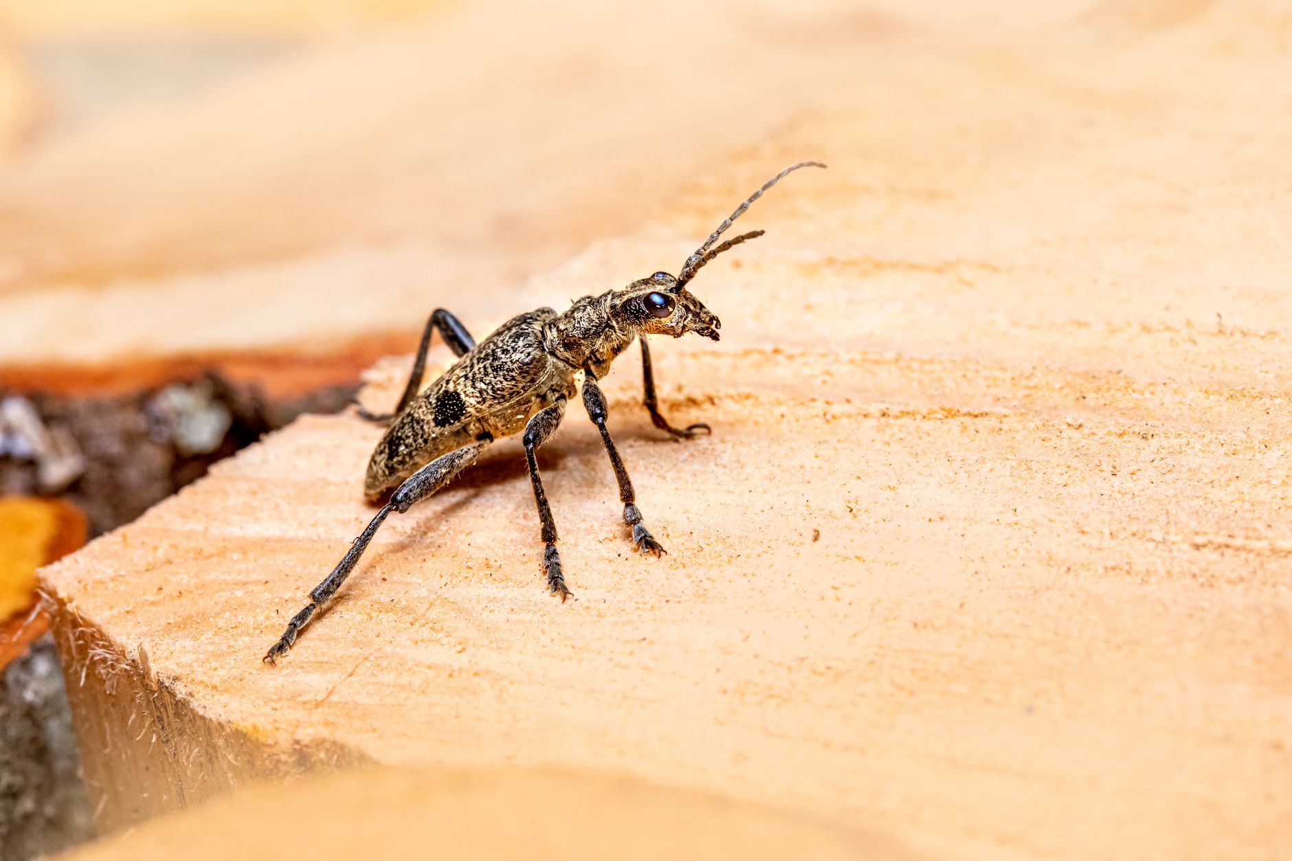 Countryside Pest Control Inc — pest control in Lorain, OH