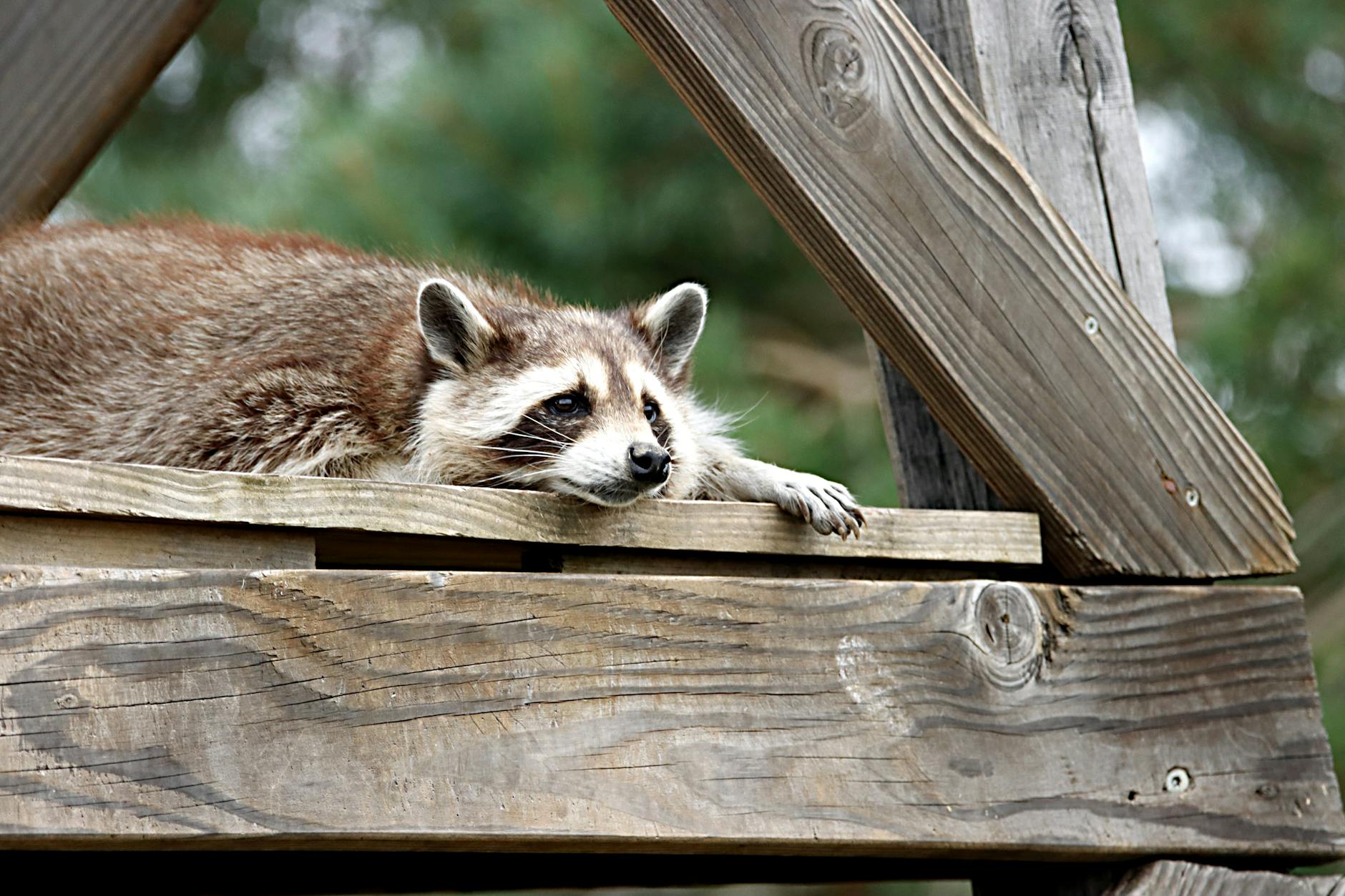 Pest Control service in Rosemont, IL