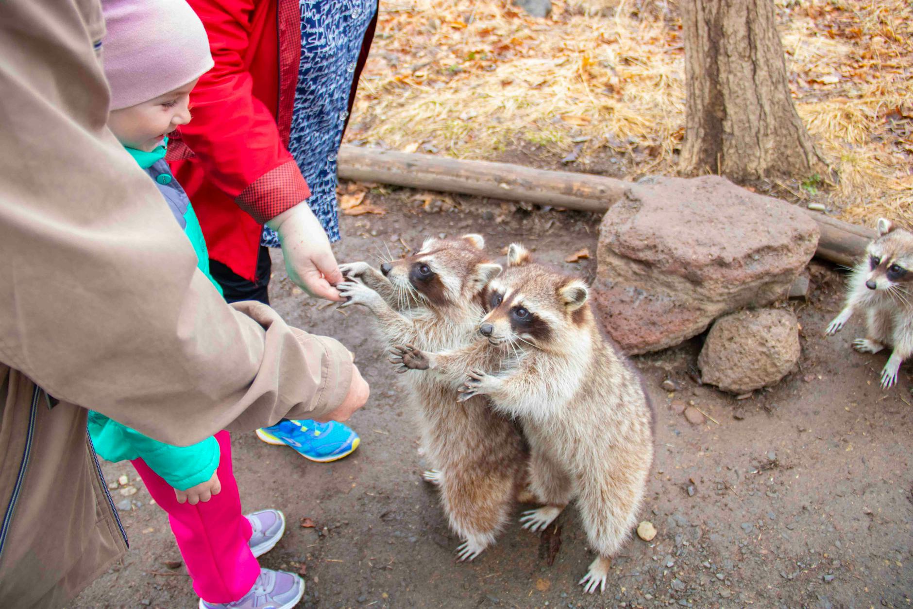 Clearwater Guaranteed Wildlife Removal — pest control in Erlanger, KY