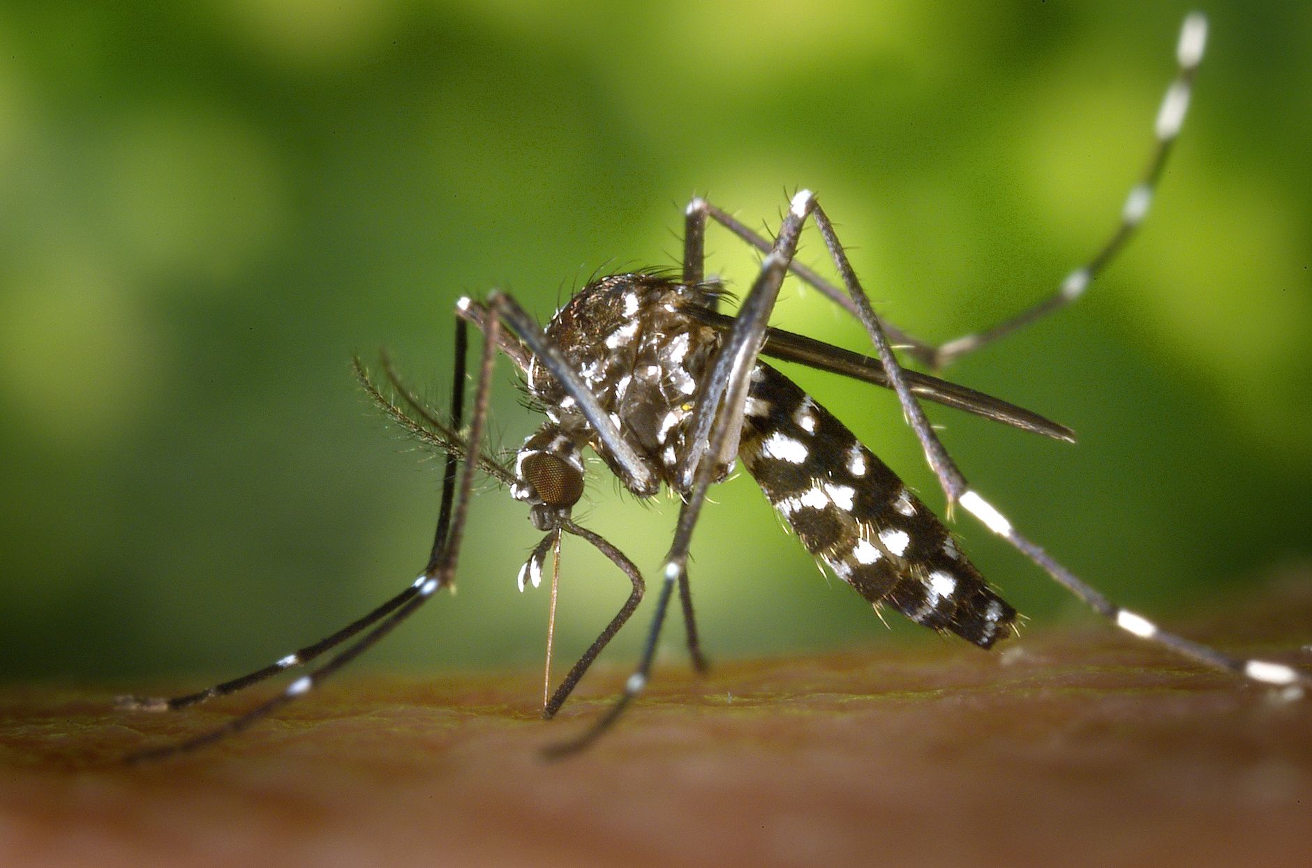 Pest Control service in Altamonte Springs, FL