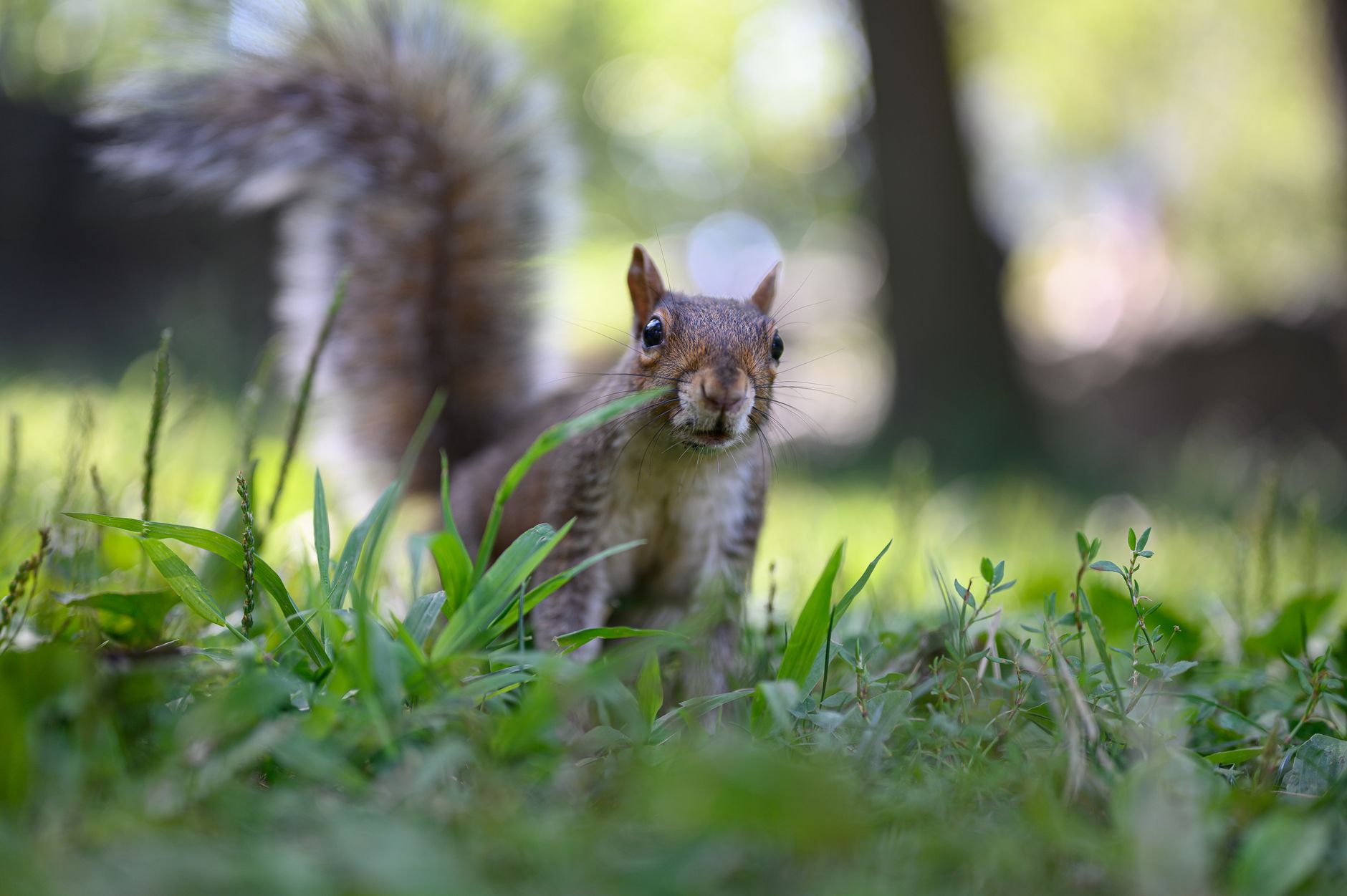 Pest Control service in Parma, OH