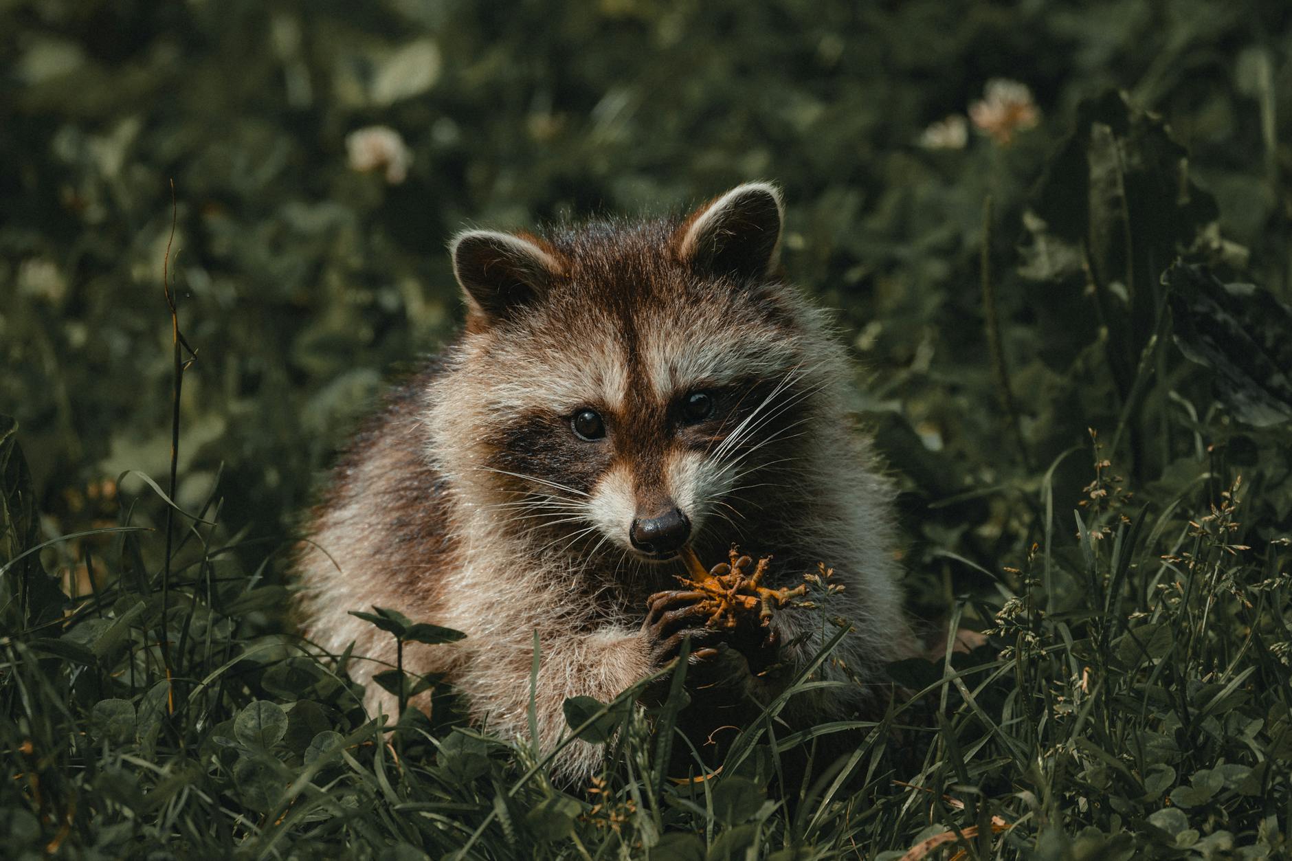 Access Exterminator Services — pest control in Liberty, MO