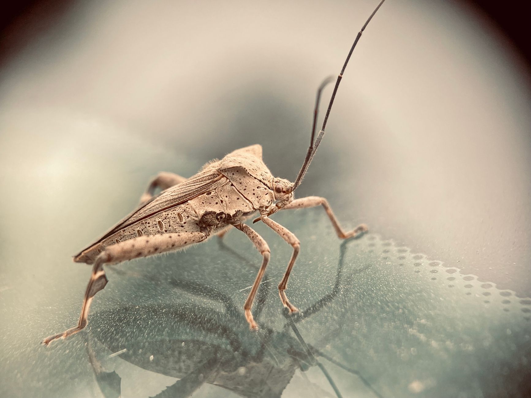 Pest Control service in New York, NY