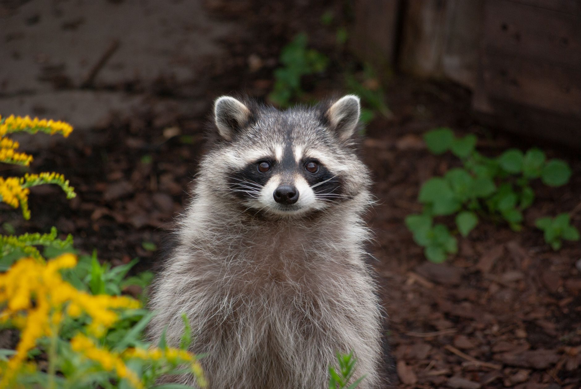 General pest control in Doral, FL