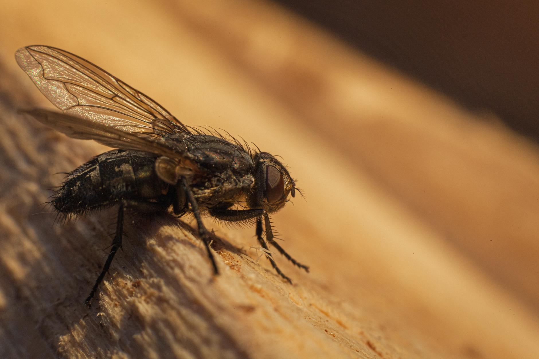 Pest Control service in Fort Wright, KY