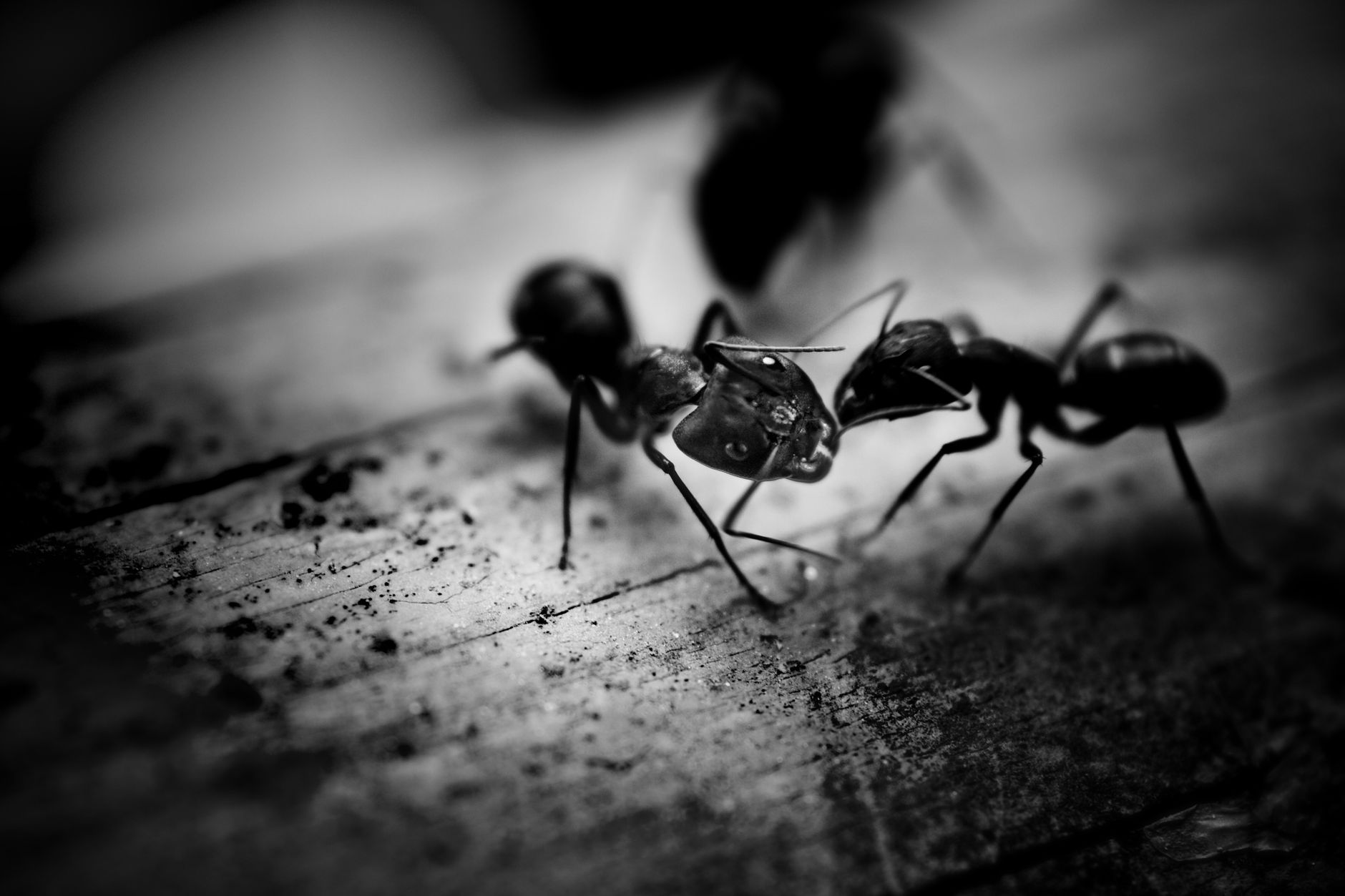 Bed bug treatment in Middletown, NY