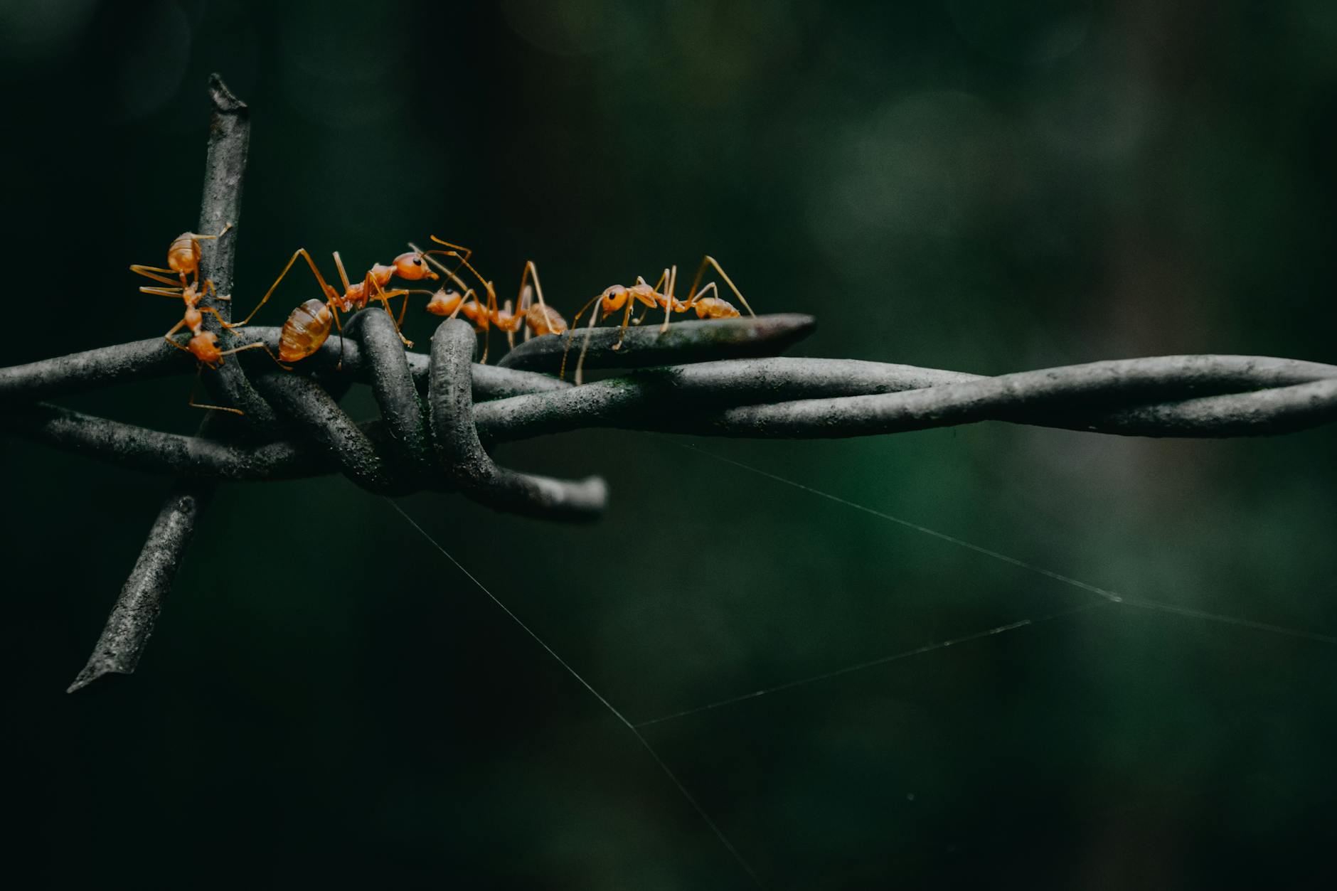 Termite control in Newport, KY