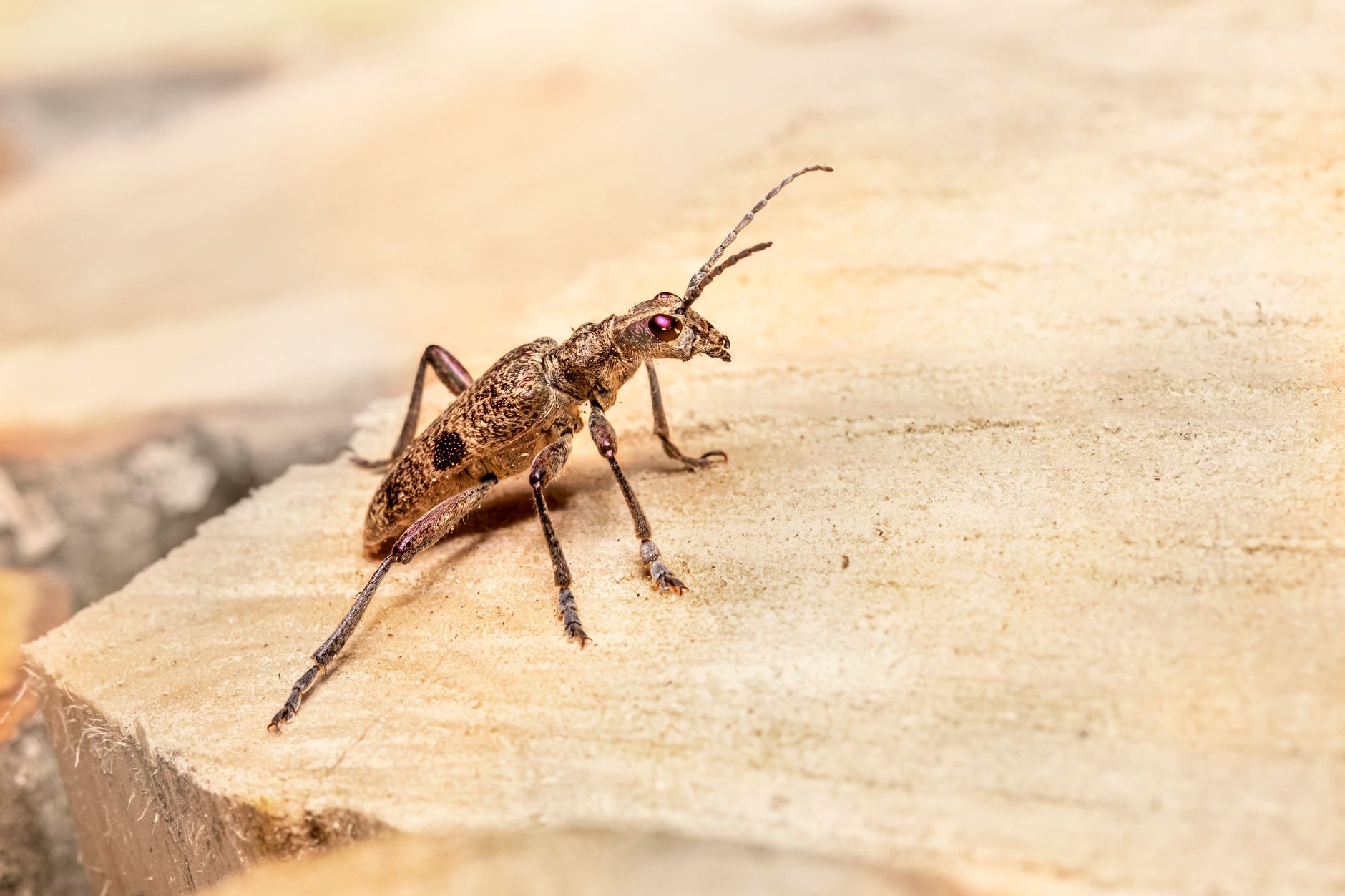 Elite Pest Control Inc — pest control in Indianapolis, IN