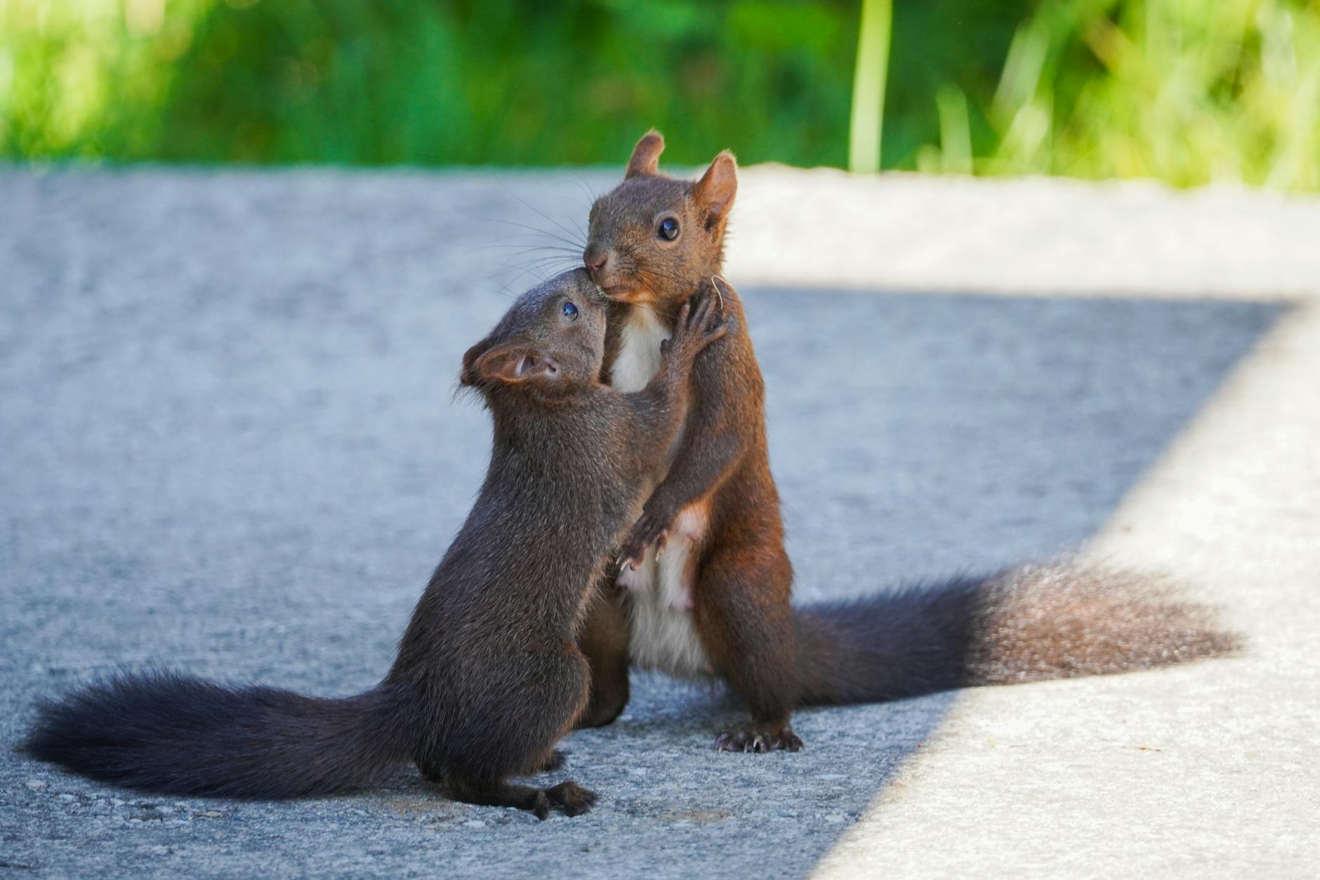 Pest Control service in North Carolina