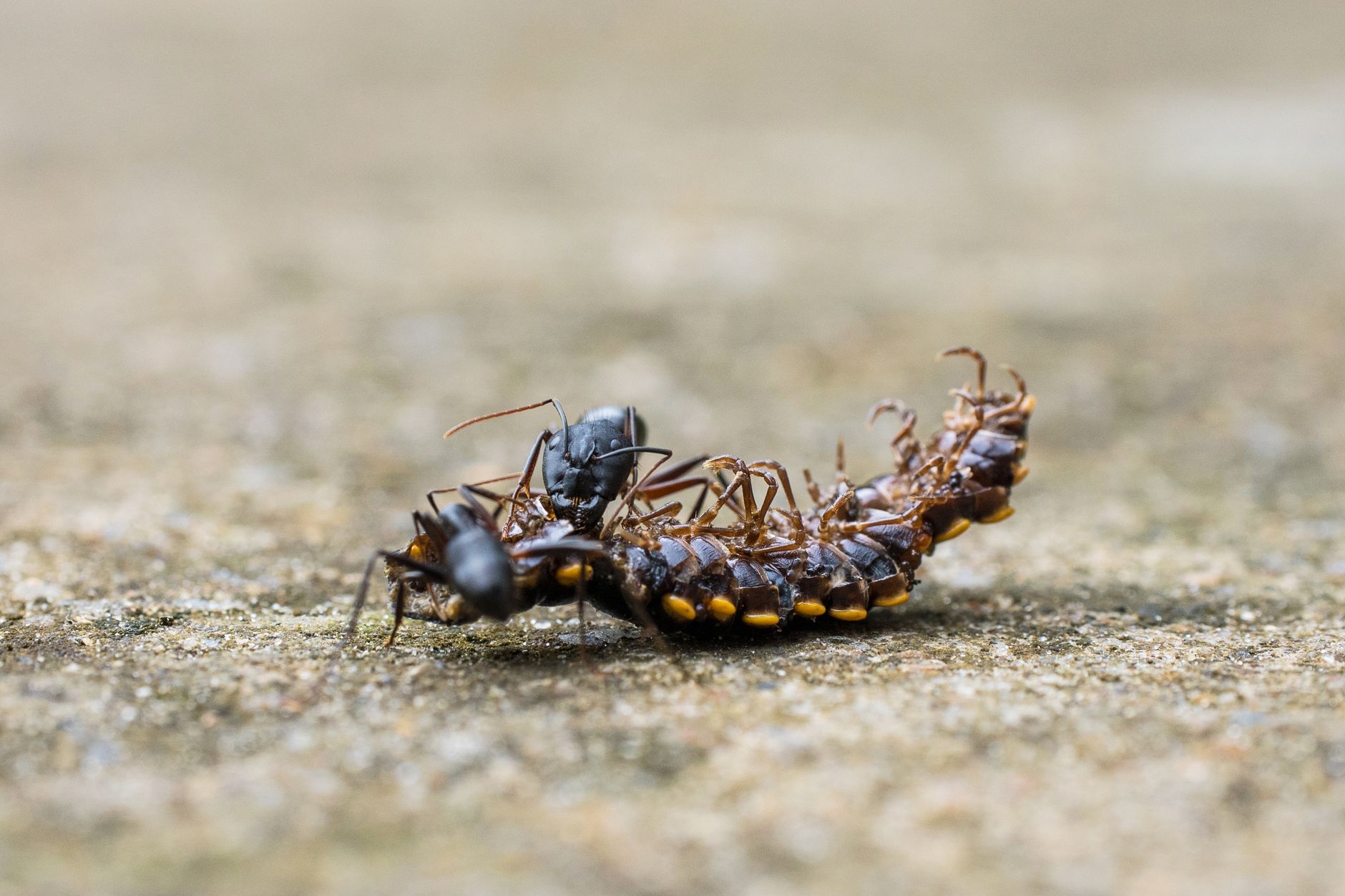 Bargain Exterminating — pest control in San Diego, CA