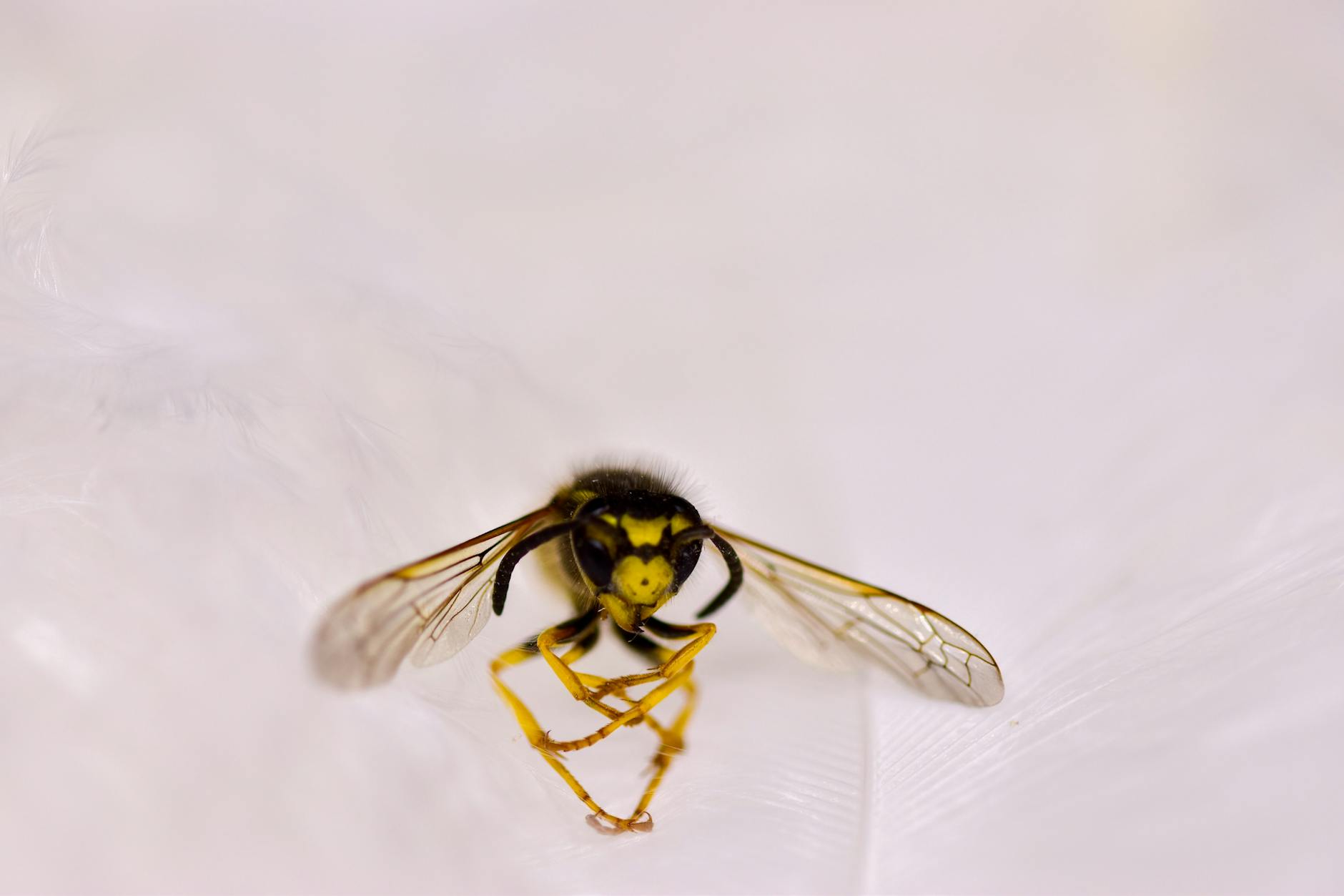 Hayes Pest Services Inc — pest control in Harrisonburg, VA