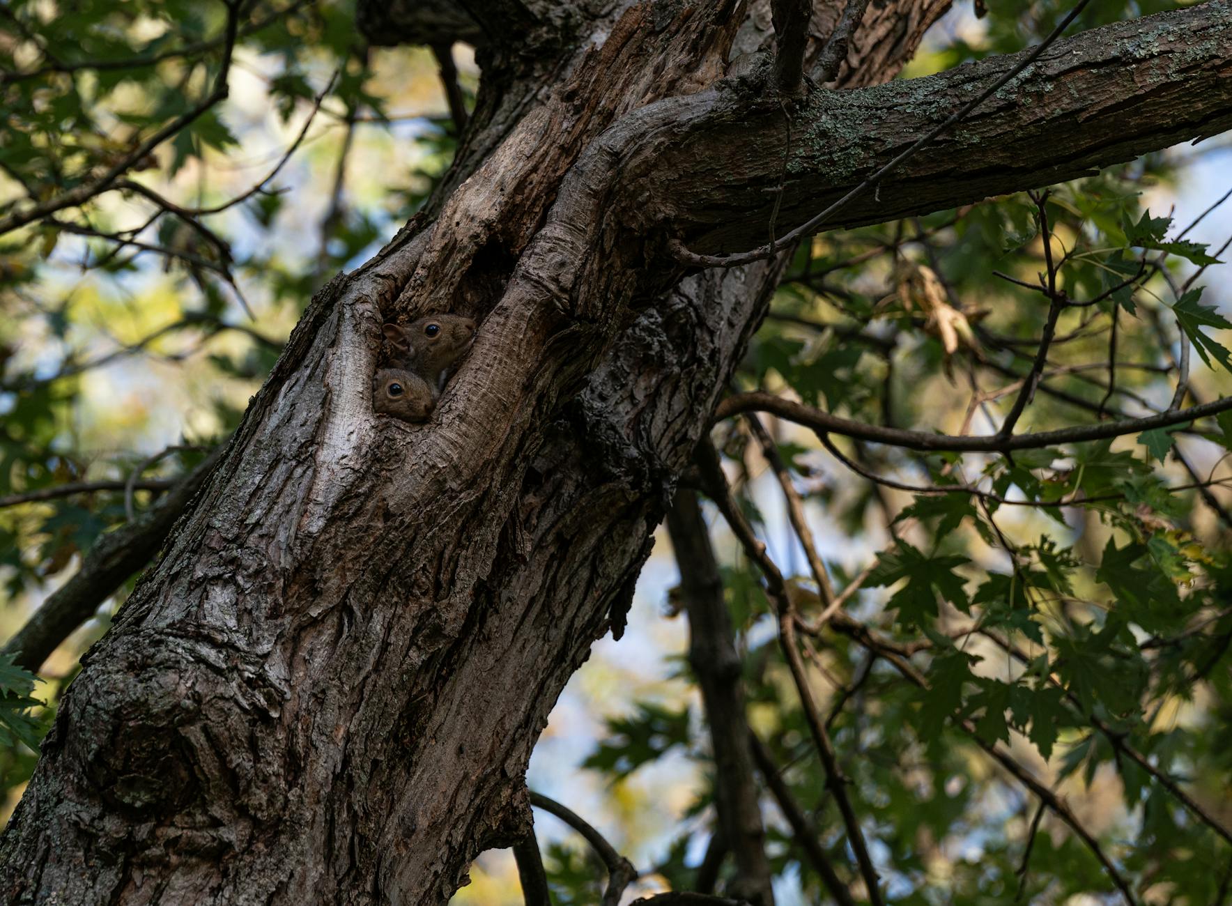 Pest Control service in Vermont