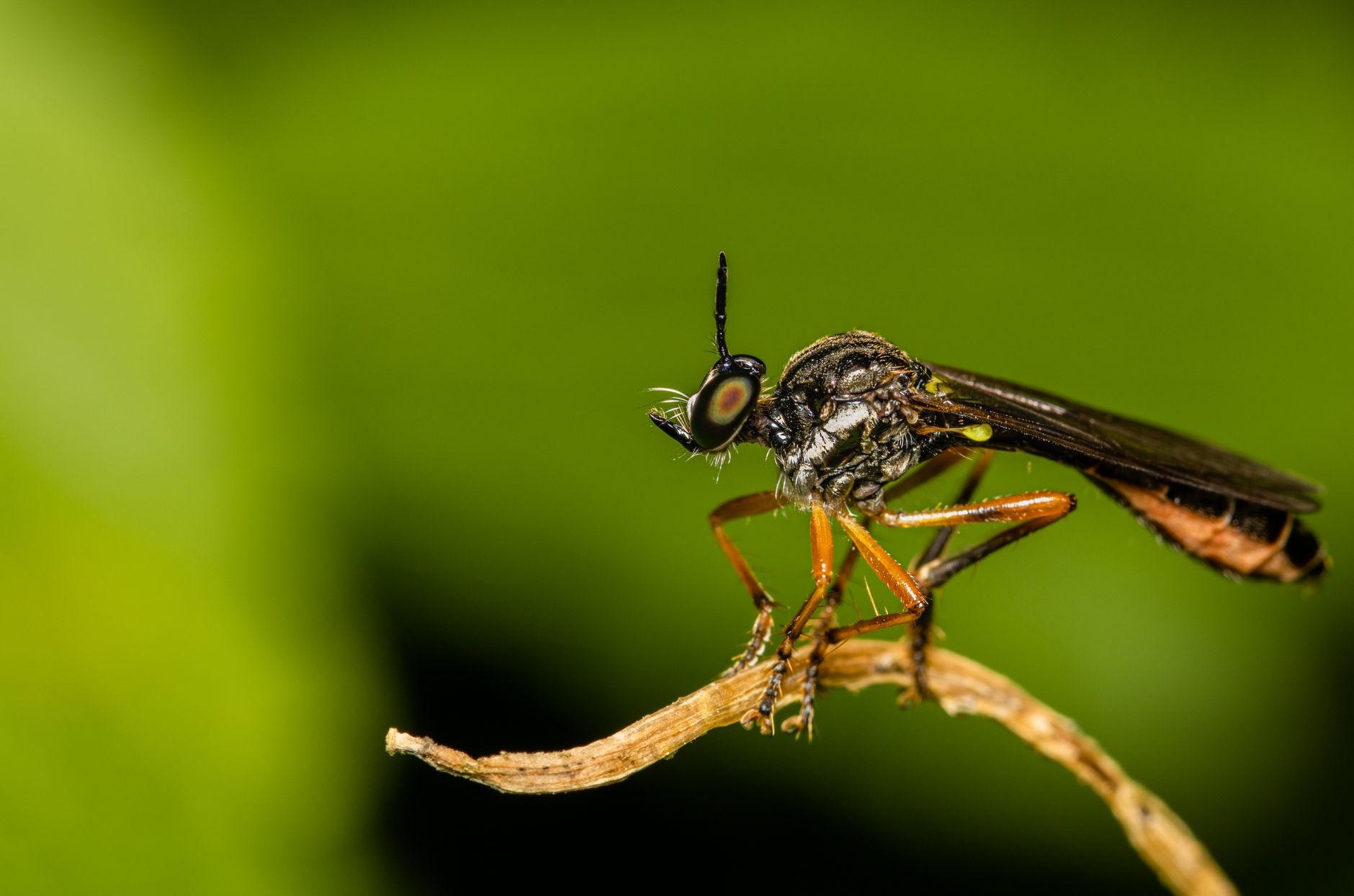 Pest Control service in California
